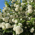 Snowball Plant Live 7-12 Inch Tall, Snowball Bush Live Shrub 4 Inch Pot, Viburnum Flowering Plant for Outdoor Garden, No Pot