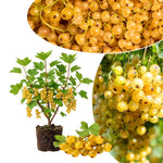 Golden Currant Bush Live Plant, 1 Year Bare Root, Golden Currant Berry Plant Live, 6-12 Inches, Well Rooted Starter Plant