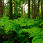 10 Fern Plant Bare Roots, Lady Fern Plants Live, 3 to 6 Inches Tall