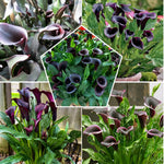 Pack 3 Black Calla Lily Bulbs - Calla Lily Flowering Bulbs for Garden and Containers, Easy to Grow Summer Blooms