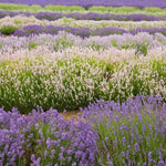 Pack 4 Lavender Plants Live, Lavandula Perennial Plants, 4-8" Height, Fragrant Perennial Flowers, No Pot (Mix Lavender)