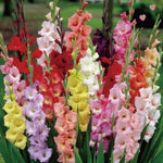 20 Mix Gladiolus Bulbs for Planting, Hardy Gladiolus Bulbs for Spring Planting, Large Bulb