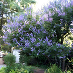 Vitex Blue Tree Live Plant, Chaste Tree, Blue Purple Flowering Vitex Shrub, 5-7 Inches Tall for Outdoor Planting