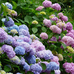 Hydrangea Plant Live Tree, Blooming Garden Bush Hardy Hydrangea Shrub, Pink to Blue Purple Flowering Plant Indoor Outdoor Well-Rooted 5-9 Inc Tall, Stater Plant