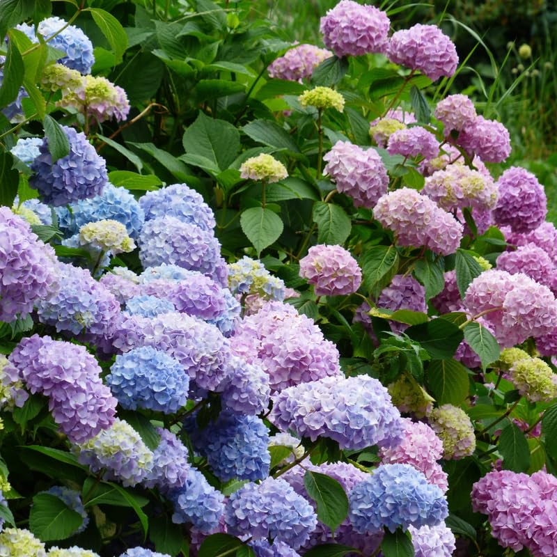 Hydrangea Plant Live Tree, Blooming Garden Bush Hardy Hydrangea Shrub, Pink to Blue Purple Flowering Plant Indoor Outdoor Well-Rooted 5-9 Inc Tall, Stater Plant