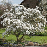 Magnolia Tree Live Plant 4-8 Inches, Pink Blooms Magnolia Bush, Fragrant Magnolia for Growing (Star Magnolia)