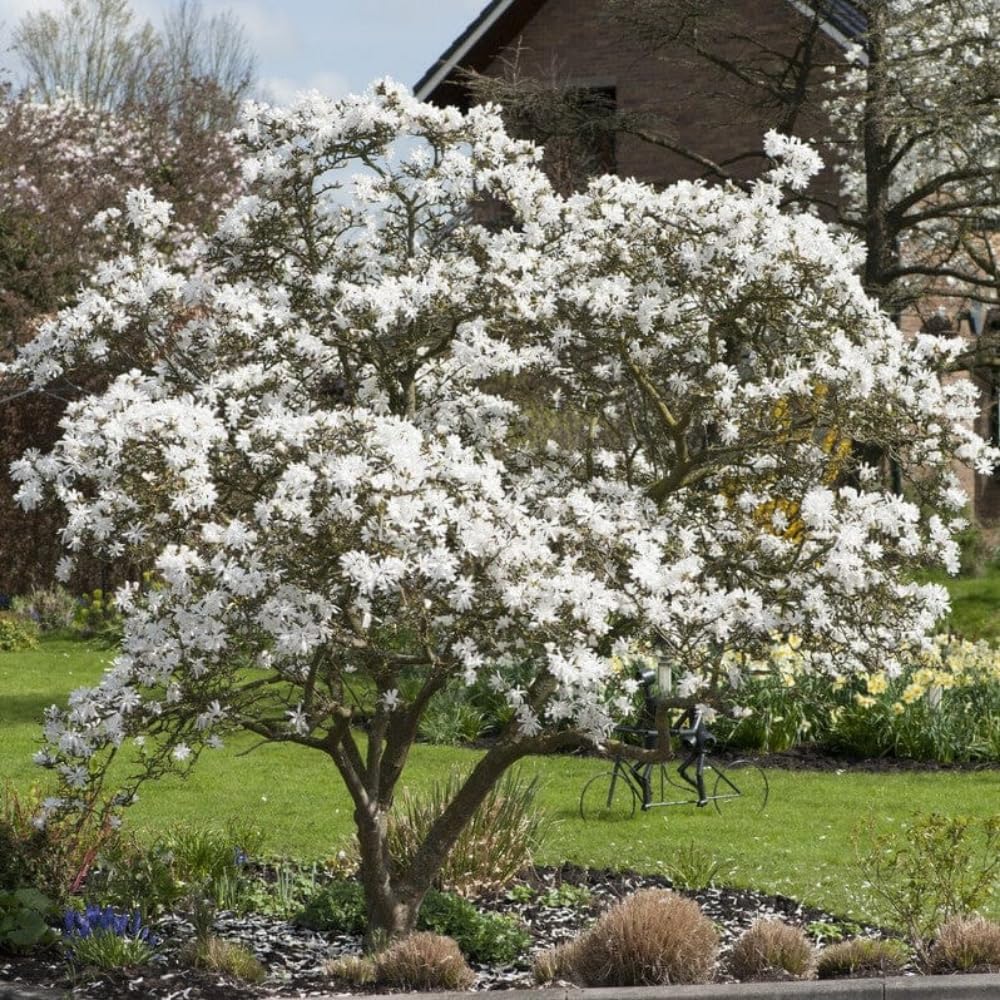 Magnolia Tree Live Plant 4-8 Inches, Pink Blooms Magnolia Bush, Fragrant Magnolia for Growing (Star Magnolia)