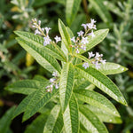 Lemon Verbena Plant Live, Green Foliage Herbs, Verbena Plant, 3-5 Inches Tall, Well-Rooted for Outdoor Planting
