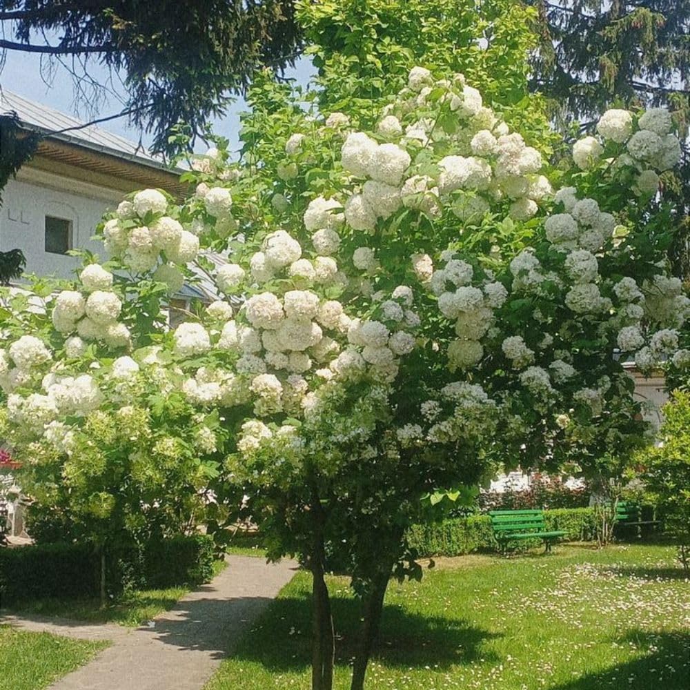 Snowball Bush Live Plant 4 Inch Pot, Snowball Viburnum Tree 6-10 Inch Tall, Flowering Shrub for Outdoor Garden and Landscape