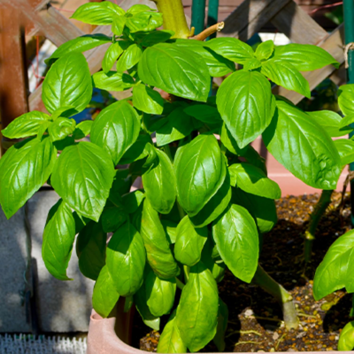 15 Sweet Basil Plants Live, Live Basil Plants, Basil Live Plants, 5 to 8 Inches Tall Outdoor or Indoor Garden