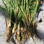 4 Lemongrass Live Plants, Lemongrass Plants Live, Herbs Stalks from 4 to 7 Inc Tall