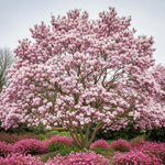 Jane Magnolia Tree Live Plant in 2.5 Inches in Pot, Starter Plant, Fragrant Perennial Ornamental Plants Shrub for Outdoor Garden
