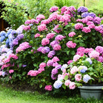 Hydrangea Plant Live, Reblooming Hydrangea Flowers Well-Rooted, Hardy Bush Shrub, 5-9" Tall, Vibrant Shades (Multicolor)