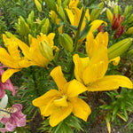 4 Yellow Asiatic Lily Bulbs, 3-4 Inch, Lily Flower Bulbs, Flowering Bulb for Outdoor Garden Beds and Containers