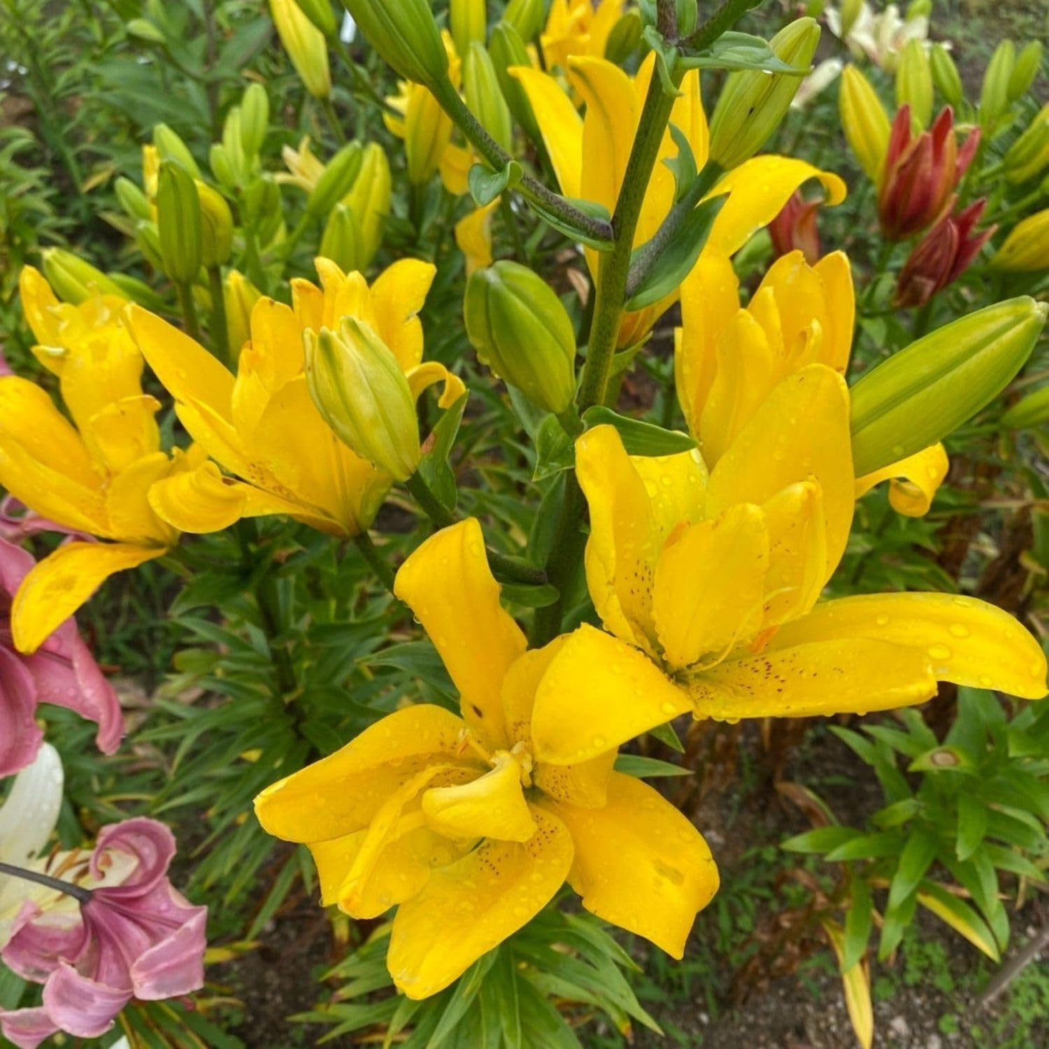 4 Yellow Asiatic Lily Bulbs, 3-4 Inch, Lily Flower Bulbs, Flowering Bulb for Outdoor Garden Beds and Containers