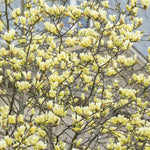 Yellow Magnolia Tree Live Plant in 2.5 Inches in Pot, Starter Plant, Fragrant Perennial Ornamental Plants Shrub for Outdoor Garden