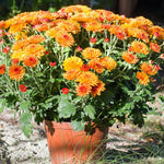 Chrysanthemum Flower Plant, Dark Orange Mums Plant Live for Gardening, 5 to 7 Inc Tall Mum Live Plant Well Rooted Outdoor Indoor
