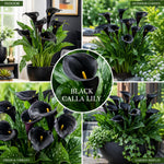 Calla Lily Bulbs for Planting, Calla Lily Bulbs, Vibrant Summer Blooming Flowers for Garden and Patio Planting (Black Calla Lily Bulbs (Set 3))