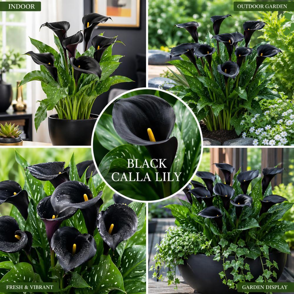 Calla Lily Bulbs for Planting, Calla Lily Bulbs, Vibrant Summer Blooming Flowers for Garden and Patio Planting (Black Calla Lily Bulbs (Set 3))