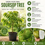 Soursop Tree 5-9'' Tall for Planting, Annona Muricata Seedlings, Hardy Live Tropical Fruit Tree for Patio, Container and Backyard Gardens
