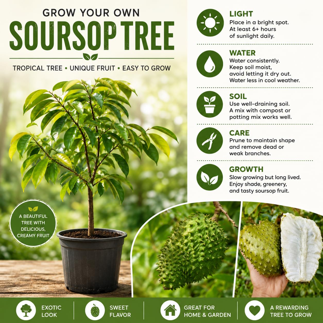 Soursop Tree 5-9'' Tall for Planting, Annona Muricata Seedlings, Hardy Live Tropical Fruit Tree for Patio, Container and Backyard Gardens