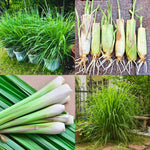4 Lemongrass Plants Live for Planting, Lemon Grass Live Stalks, Perennial Herb Plants Teady to Grow 10 Inches