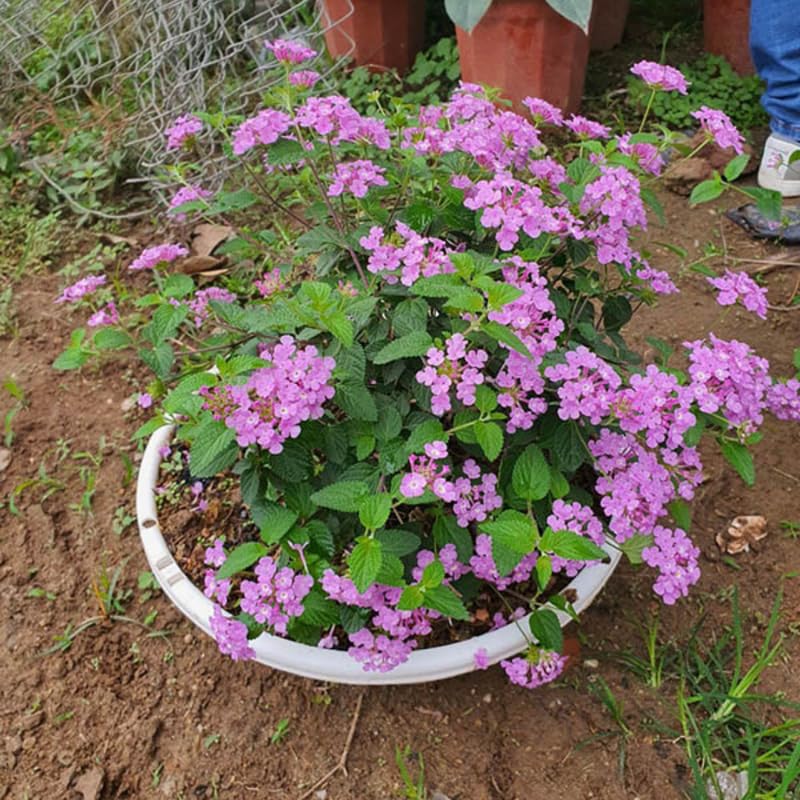 2 Purple Lantana Plants Live, Colorful Perennial, Long-Blooming and Very Hardy, Size 5 to 12 Inches in Tall, Well-Rooted, Outdoor Planting