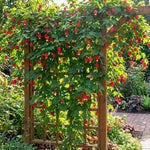 2 Abutilon Lantern Plants Live, Red Abutilon Plants 2-5 Inches Plugs, Ornamental Plants for Garden, Patio Containers and Indoor Decor