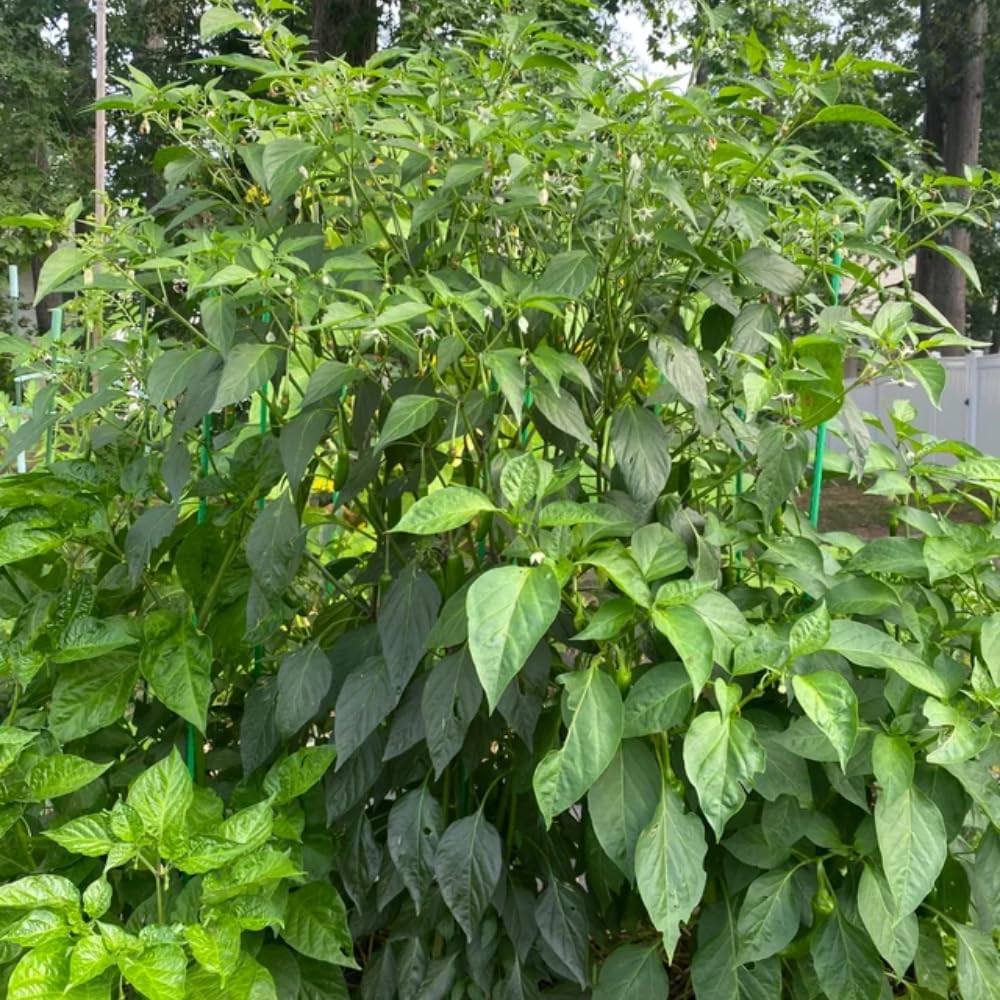 2 Plants Jalapeno Pepper Live Plants Per Pot, 100 Days Old Pepper Plant Well Rooted Seedlings, Hot Peppers for Year Round Harvesting
