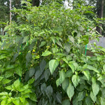 2 Plants Serrano Pepper Live Plants Per Pot, 100 Days Old Pepper Plant Well Rooted Seedlings, Hot Peppers for Year Round Harvesting, No CA
