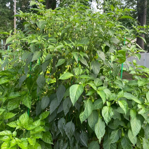 2 Plants Serrano Pepper Live Plants Per Pot, 100 Days Old Pepper Plant Well Rooted Seedlings, Hot Peppers for Year Round Harvesting, No CA