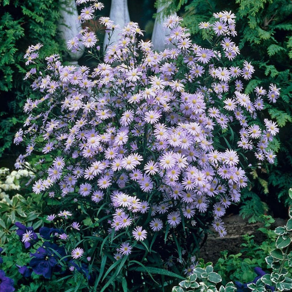 Set 2 Hardy Aster Plants Live, Perennial Aster Flowers for Planting Outdoor, Container, Garden 4-8 Inches - Blue Blooms
