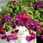 4 Live Fuchsia Plants, Purple Pink Fuchsia Plants Live Hanging Basket from 4 Inc Tall