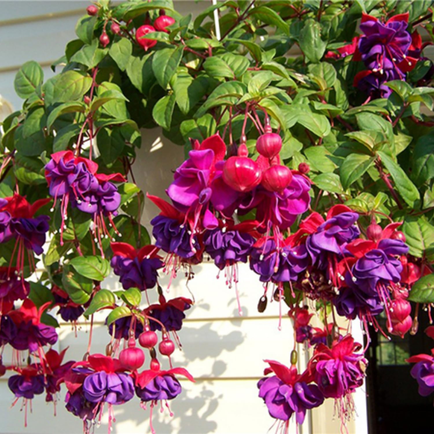 4 Live Fuchsia Plants, Purple Pink Fuchsia Plants Live Hanging Basket from 4 Inc Tall