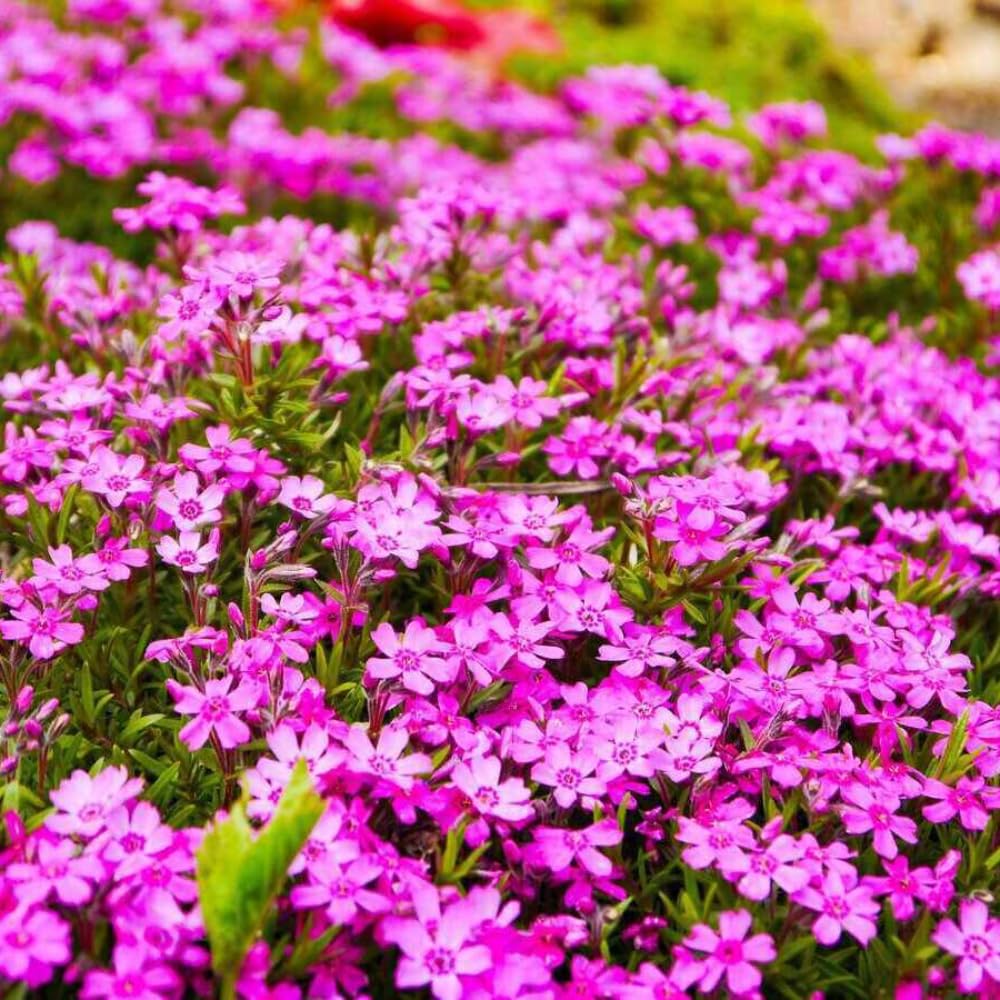 Pack 3 Creeping Phlox Plants Live, 5-9 Inches, Perennial Creeping Phlox Ground Cover Outdoor Garden (Pink)