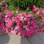 Verbena Live Plants 4 to 8 Inches Tall, Verbena Live Plant, Perennial Flower Trailing Plants for Planting, Well-Rooted Plant (Pink)