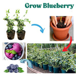 3 Pink Lemonade Blueberry Bushes Seedlings, High-Yield Blueberry Trees Live Plants, 6 Months Old, Starter 3-6" in Tall, Cold Hardy Zones 4-7