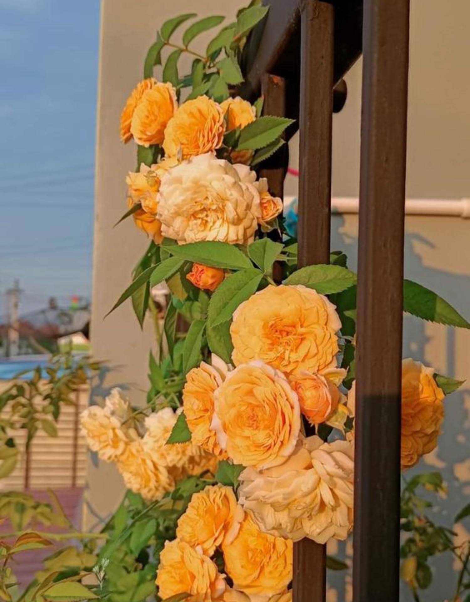 Climbing Rose Live Plant, 6 Months Old Starter, Fragrant Purple Climbing Roses for Planting Outdoor, No Pot (Orange)
