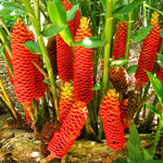 10 Shampoo Ginger Roots, Zingiber Zerumbet Awapuhi Ginger Rhizomes, Red Pinecone Ginger Lily to Grow