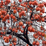 4 Cold Hardy Persimmon Tree Bare Roots, Persimmon Fruit Tree Seedlings 6-12 Inches, Outdoor Planting, Winter Dormant