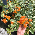 2 Orange Ice Bougainvillea Plants Live, Flowering Bougainvillea Vine for Outdoor Garden or Trellis, 5-9 Inch Tall, Very Hardy