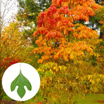 5 Fragrant Sassafras Trees Live Plants, Autumn Fall Color Sassafras Seedling Bare Roots, 7-15 Inches in Tall