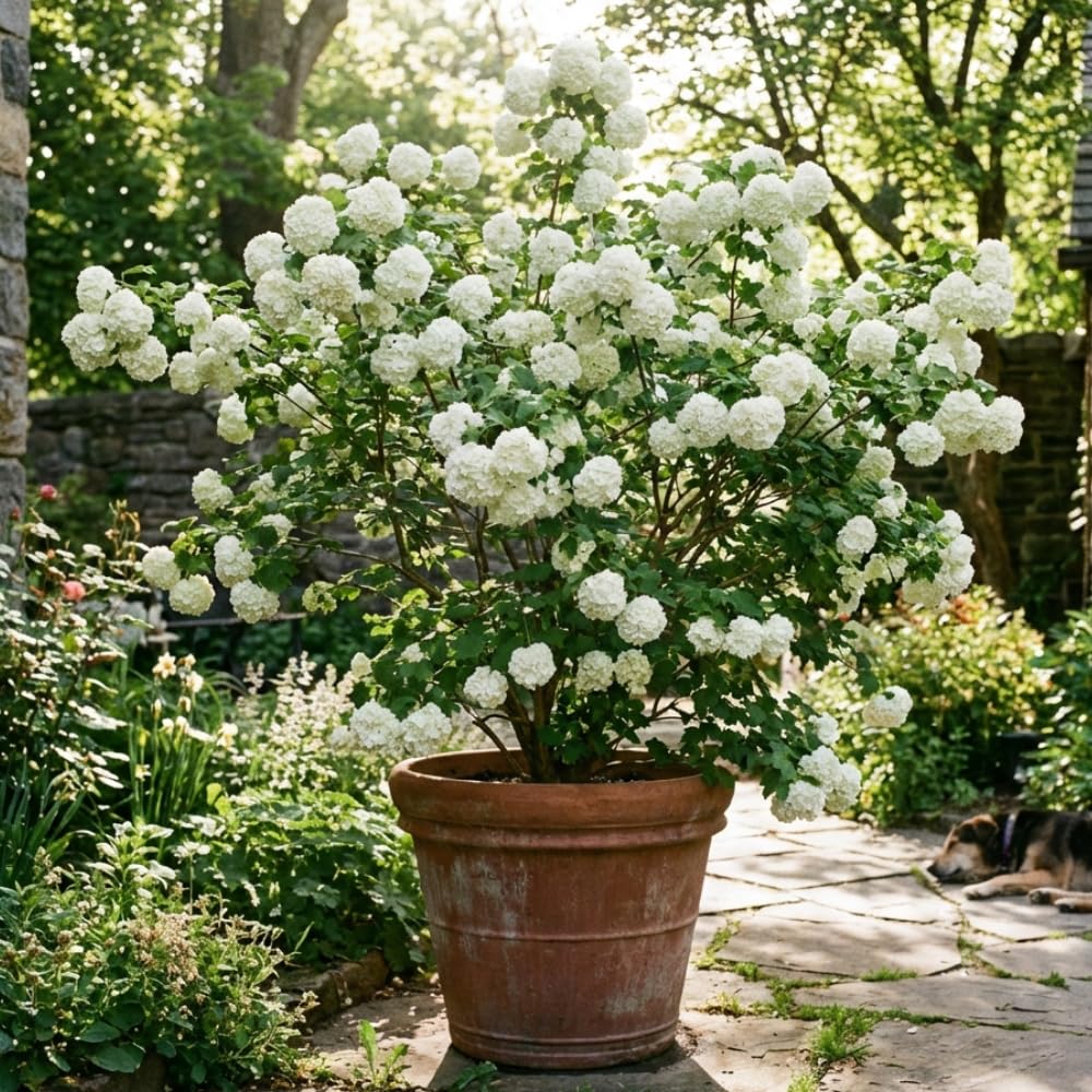 Snowball Viburnum Plant Live 10-12 Inch Tall, White Snowball Bush Live in Pot, Fragrant Flower for Outdoor Gardening