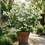 Snowball Viburnum Bush Live Plant in Pot, Snowball Viburnum Tree 9-12 Inches Tall, White Flower for Outdoor Planting