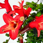 Pack 2 Twisted Lipstick Plants Live for Planting Indoor Outdoor in 3 Inches Pots, Curly Lipstick Live Plant Aeschynanthus
