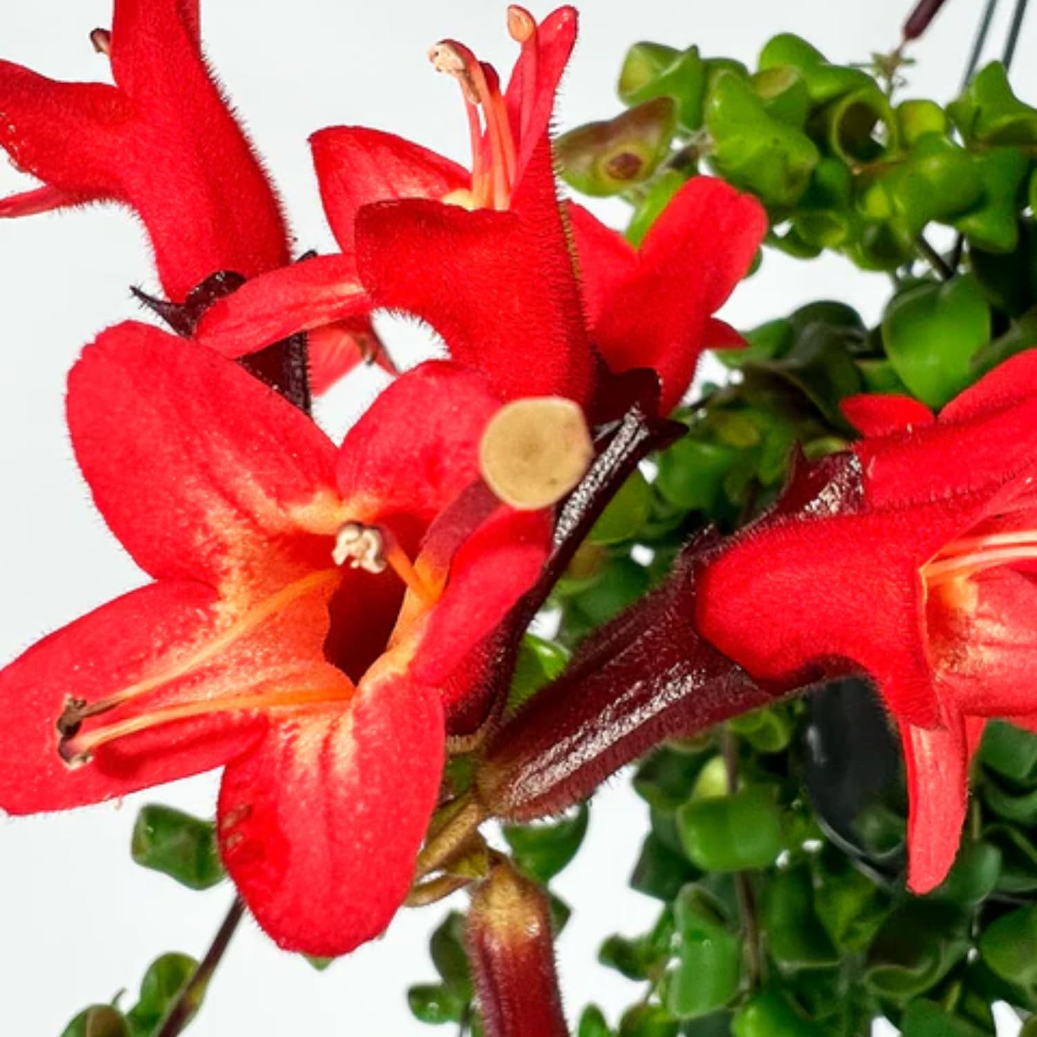 Pack 2 Twisted Lipstick Plants Live for Planting Indoor Outdoor in 3 Inches Pots, Curly Lipstick Live Plant Aeschynanthus