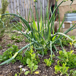 6 Walking Onions Plants Rooted, Egyptian Walking Onion Live Plants for Planting, Cold Hardy Onion Allium for Outdoor Garden