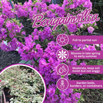 Set 2 Blueberry Ice Bougainvillea Live Plants 4-7 Inches Tall, Vibrant Bumgainvillea Flowering Vines for Garden, Patio Containers and Indoor Growing