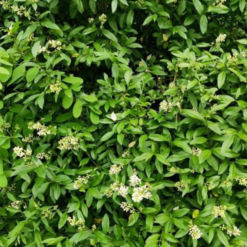 Set 20 Privet Hedge Plants Live 1 Feet Tall, Privet Shrub Bush Bare Roots