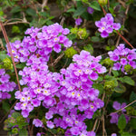 Pack 4 Lantana Plants Live for Planting Indoor Outdoor, 4-8" Tall, Fragrant Lantana Live Plant, Trailing Lantana Flowers Perennial, No Pot (Purple Lantana)
